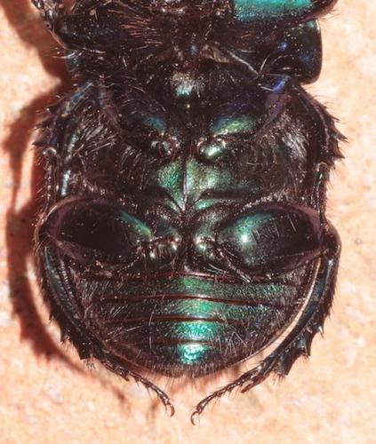 Geotrupes stercorarius